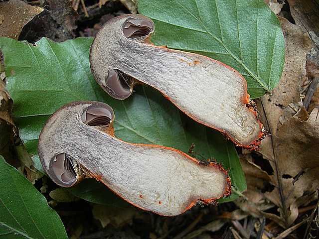 Cortinarius (Telamonia) bulliardii (Pers.) Fr.